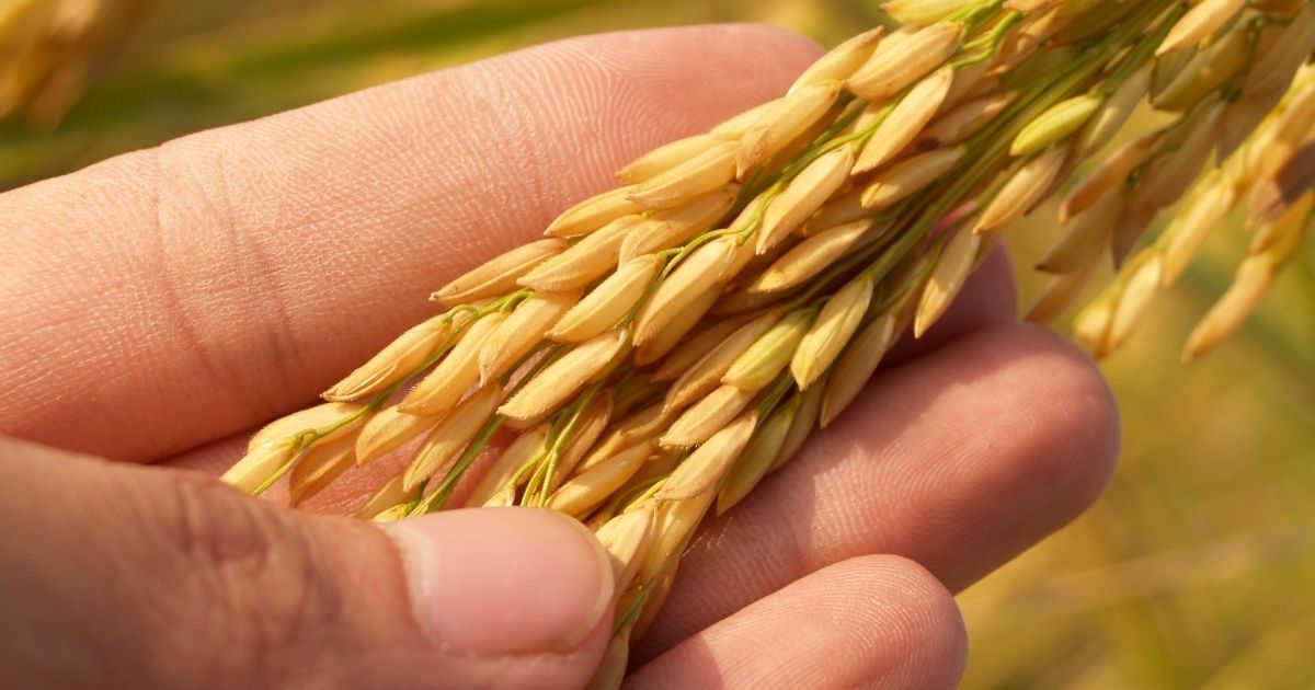 closeup grain stalk grain types Different grain types require customized storage solutions.