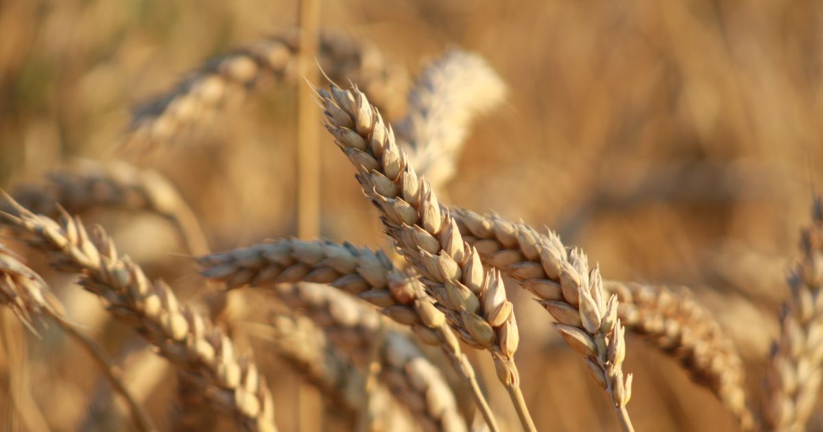 closeup of grain plants Stalks of grain ready for harvesting.
