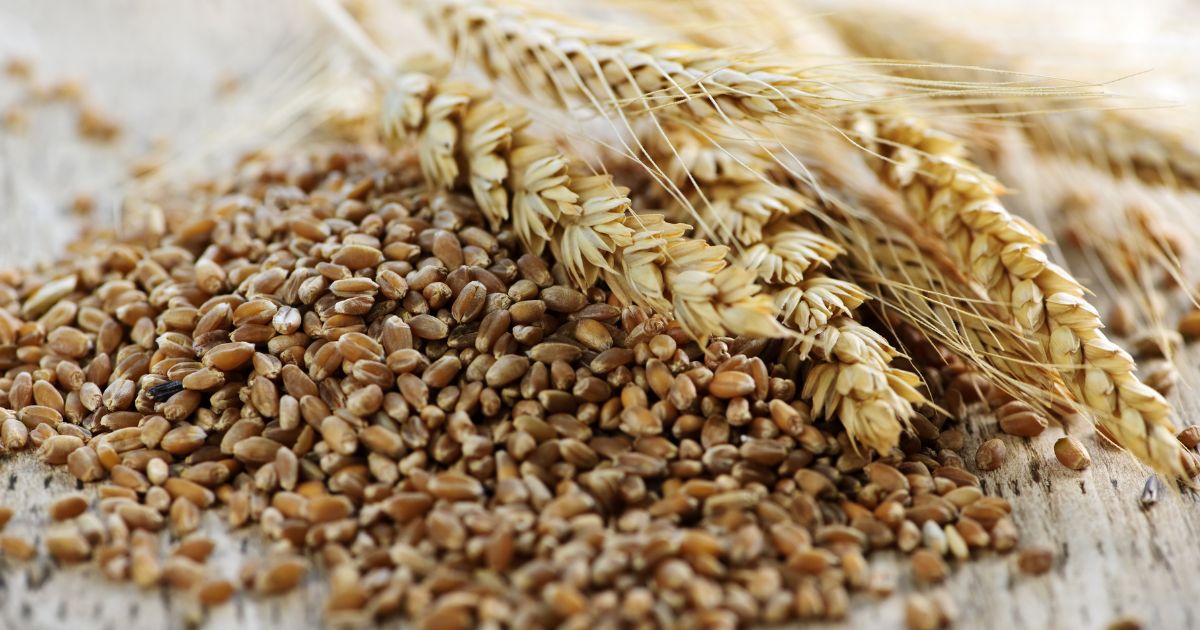 grain on stalk and loose grains grain types Pile of harvested grain and grain stalks.