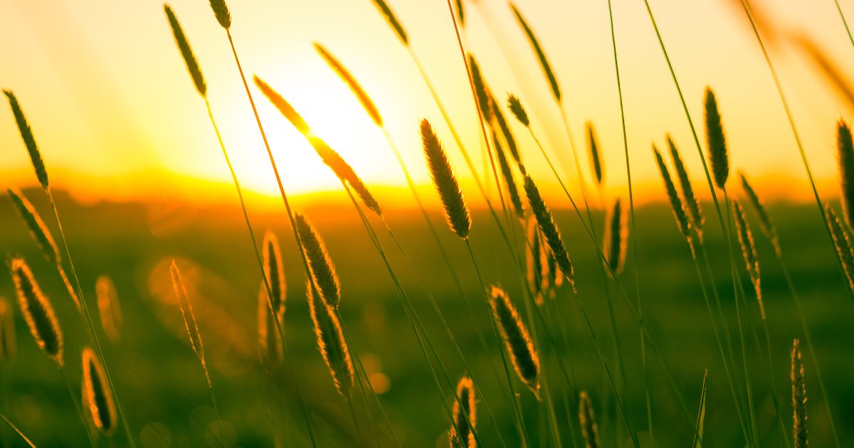 grain stalks backlit by the sun grain types Stalks of grain backlit by the sun.