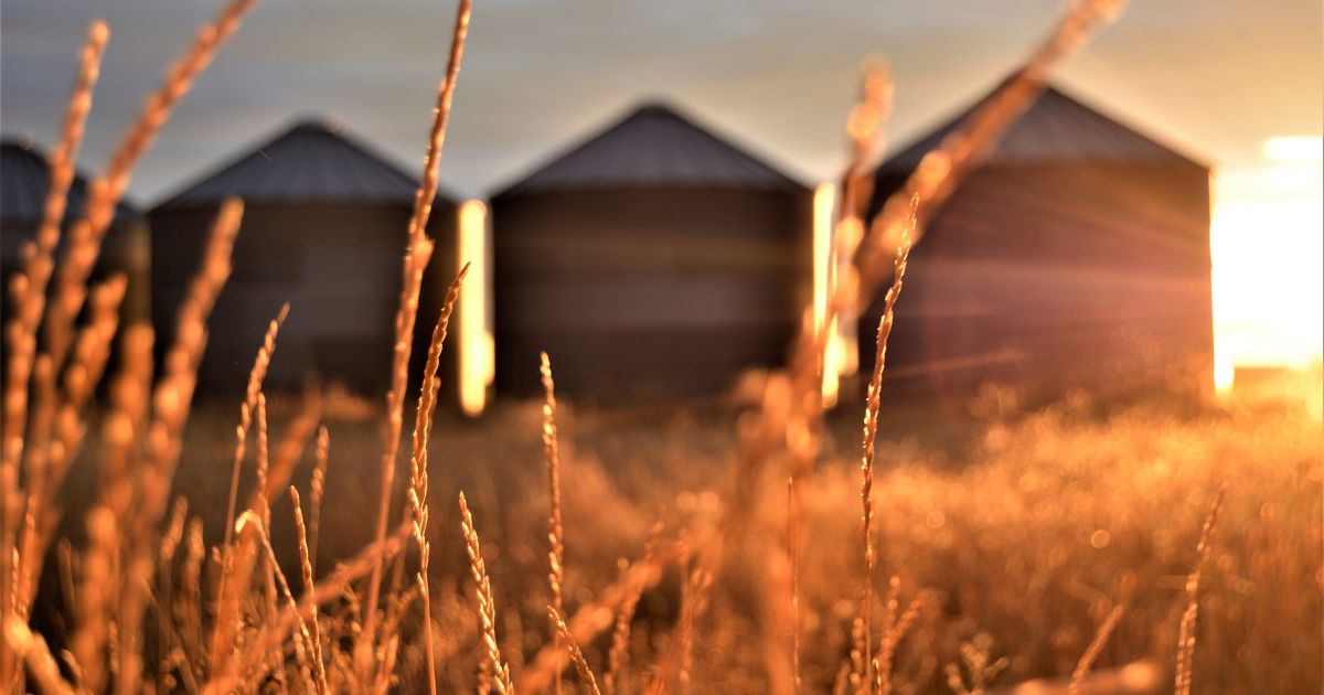 grain stalks blurred farm background Chief Agri Grain stalks backlit by sunlight.