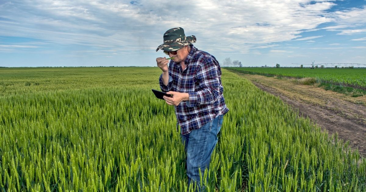 grower inspecting grain types A grower inspecting stalks of grain in a field.