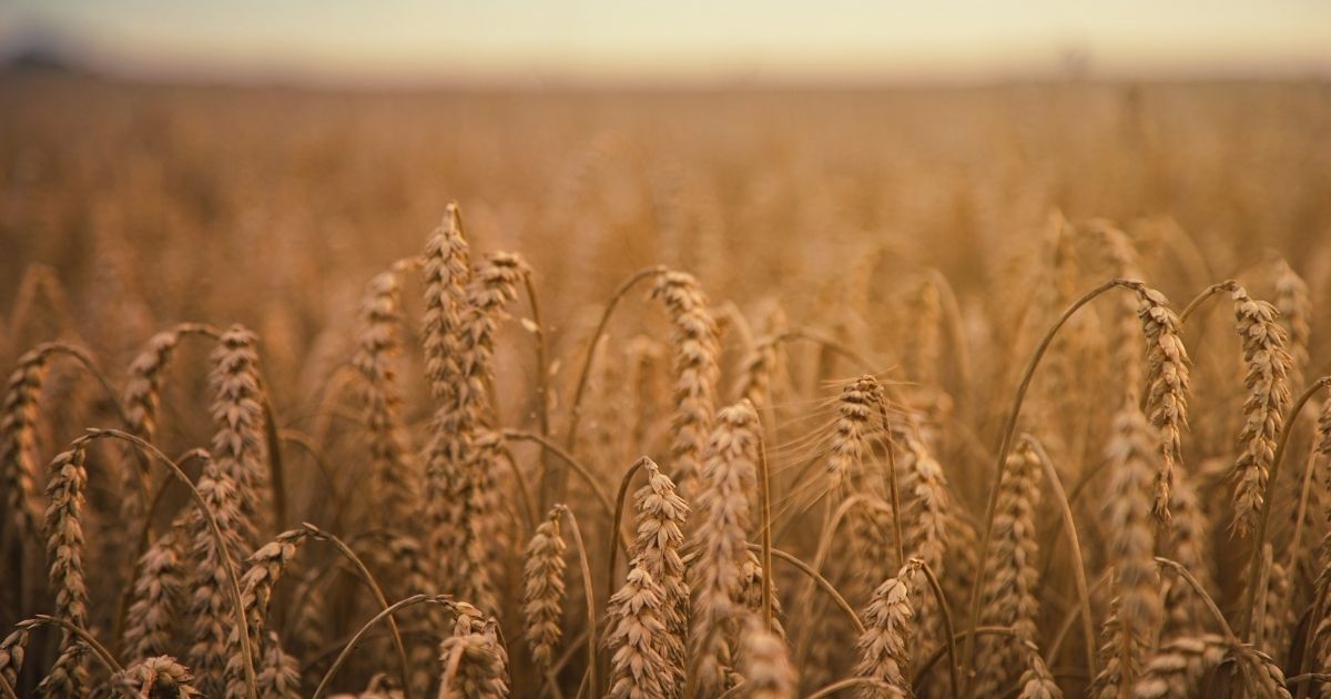 Factors That Can Affect Actual Grain Storage Capacity Closeup view of stalks of grain in a field.