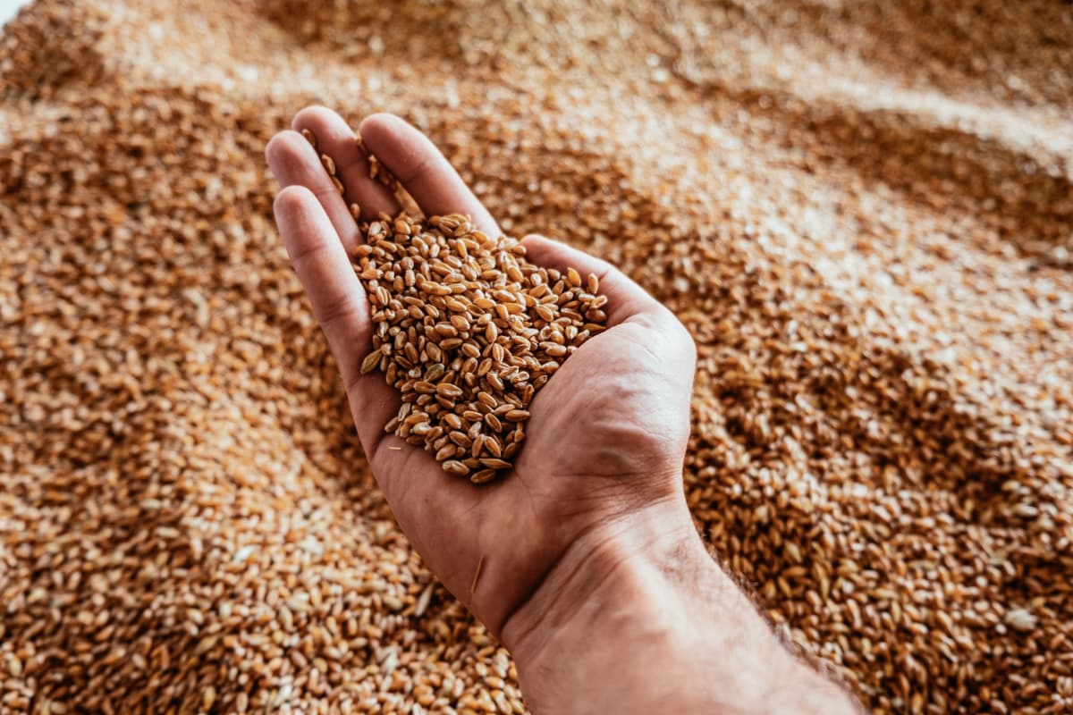 Holding a handful of grain Man holding a handful of grain.