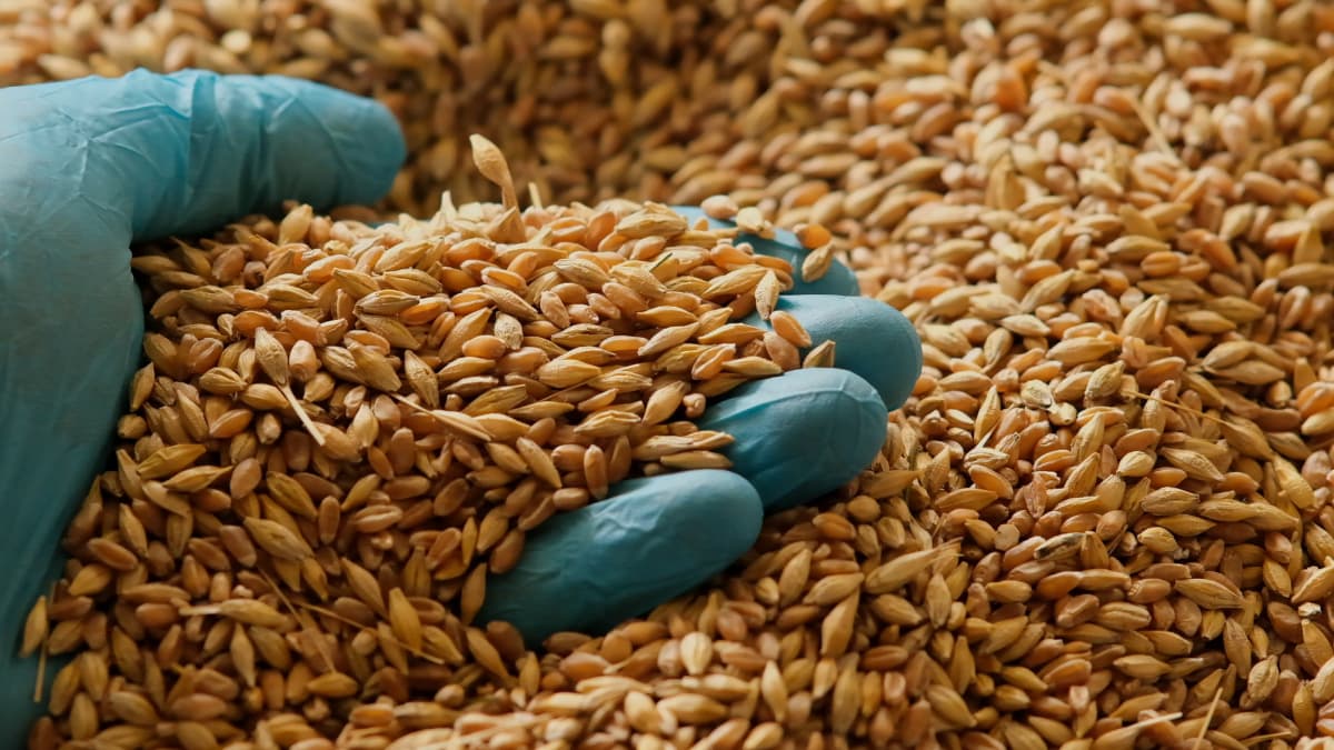 Measures for Protecting Your Grain Investment During Storage Person with gloved hand holding handful of grain.
