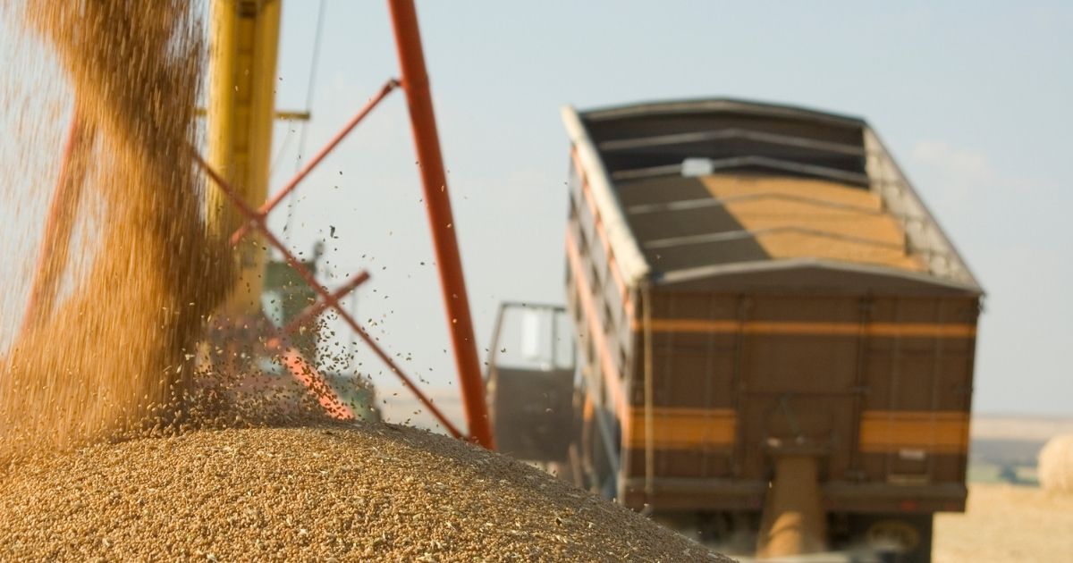 Pre-Storage Strategies for Grain Pest Control A pile of harvested grain.