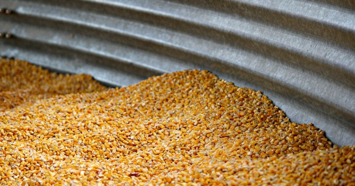 Safeguarding Your Harvest from Stored Grain Pests With Proactive Pest Control Strategies Dried corn.