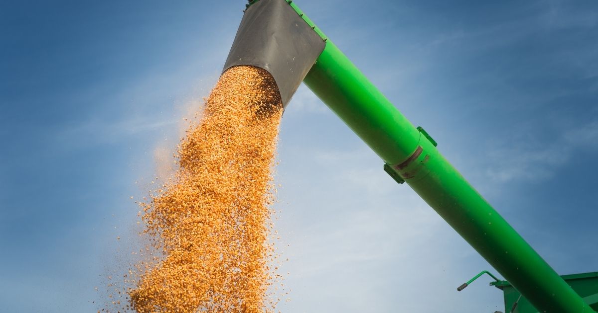 Understanding Common Stored Grain Pests and Their Impact Corn being dispersed from an auger chute.