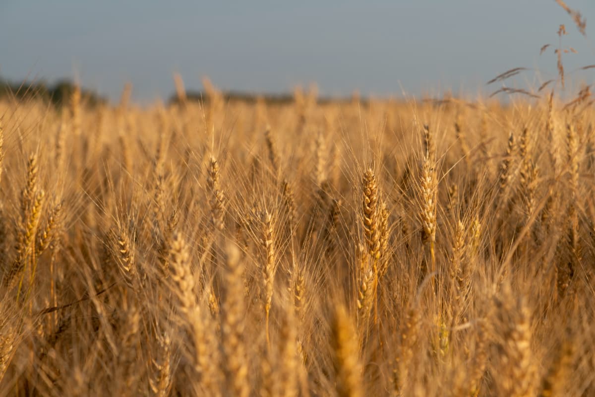agricultural-rye-field-at-sunset-agricultural-investment A rye field at sunset.