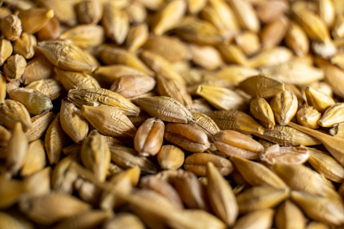 closeup-of-grain-moisture-management Closeup of harvested grain.