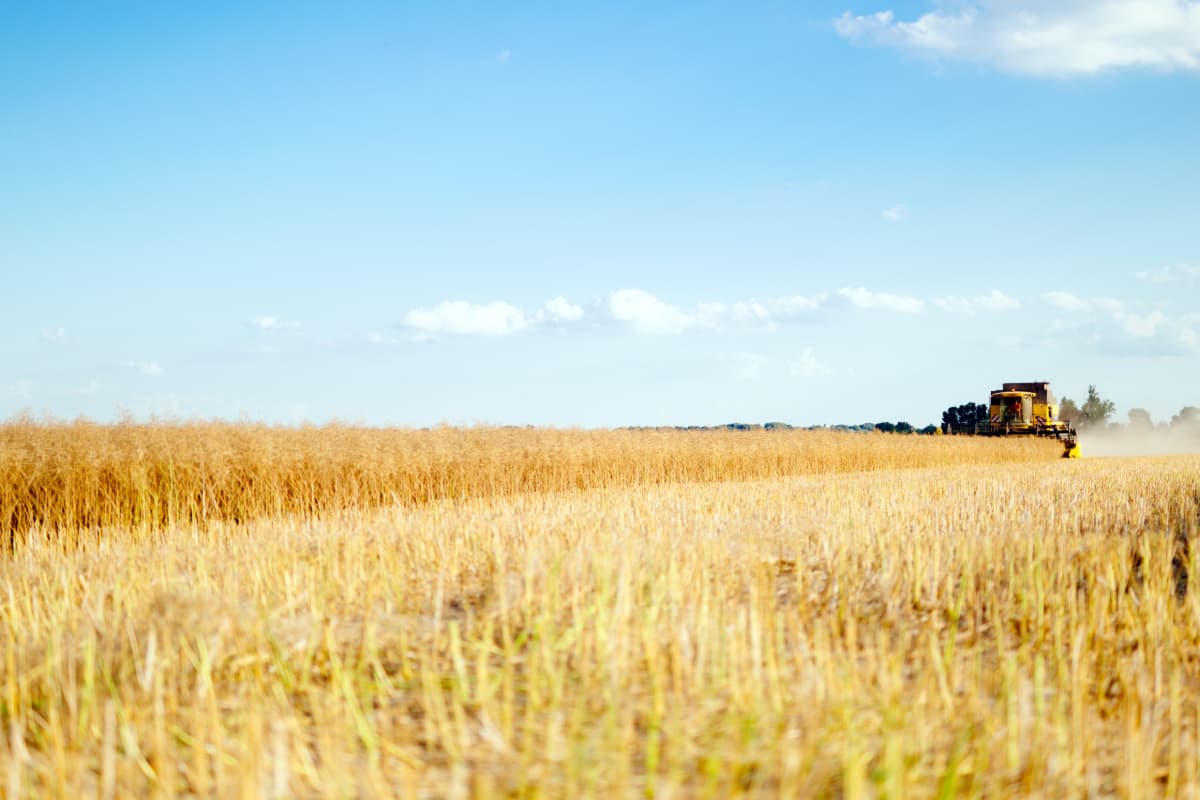combine-working-in-fields-moisture-management A combine harvesting grain.