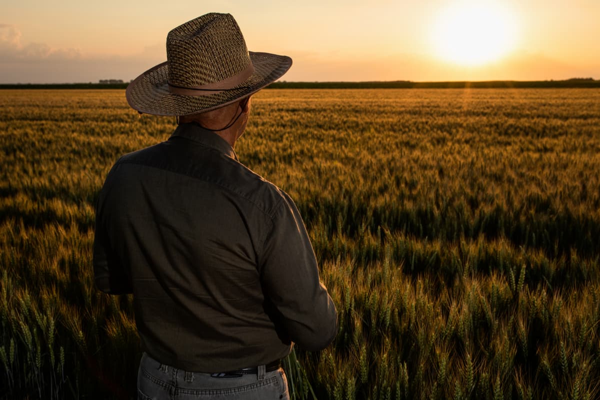 A farmer looking over a grain field at sunset.