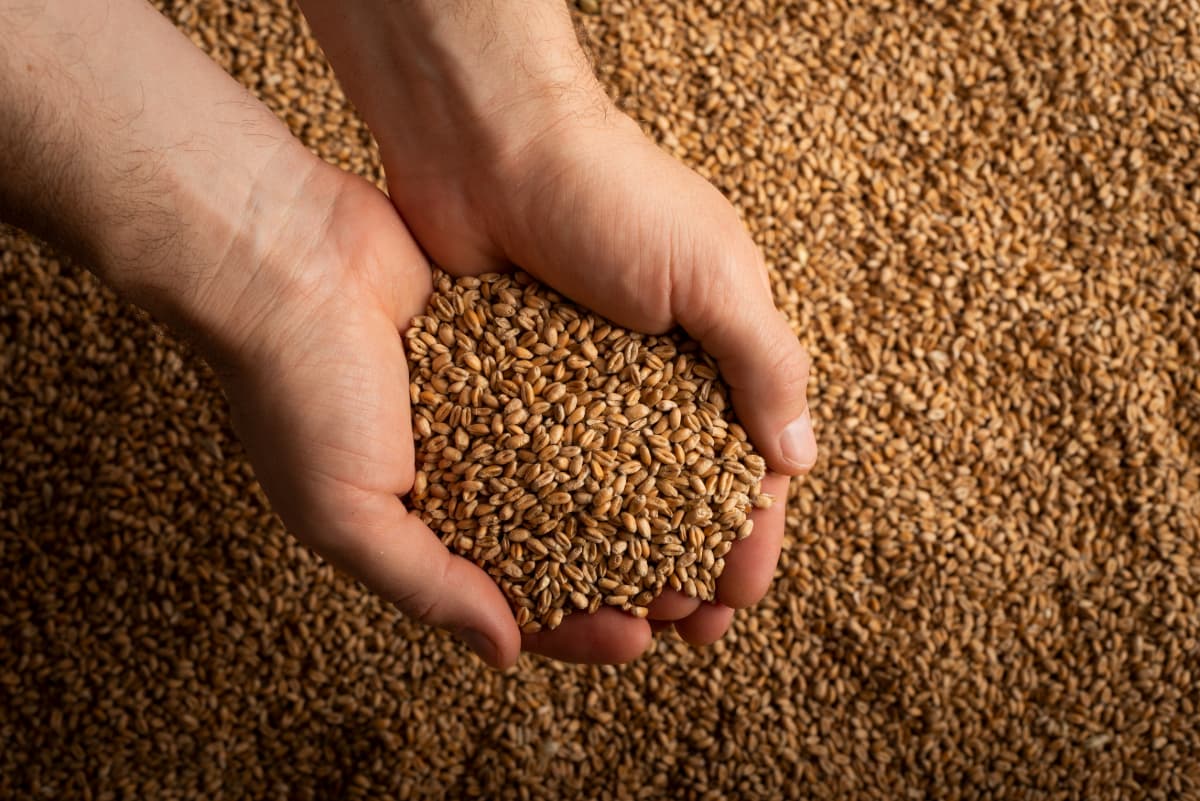 man holding handful of dried grain grain aeration An effective grain aeration system minimizes the risk of grain loss to pests and mold.