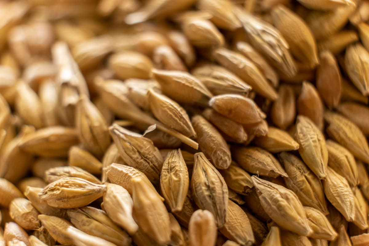 Closeup of harvested grain.
