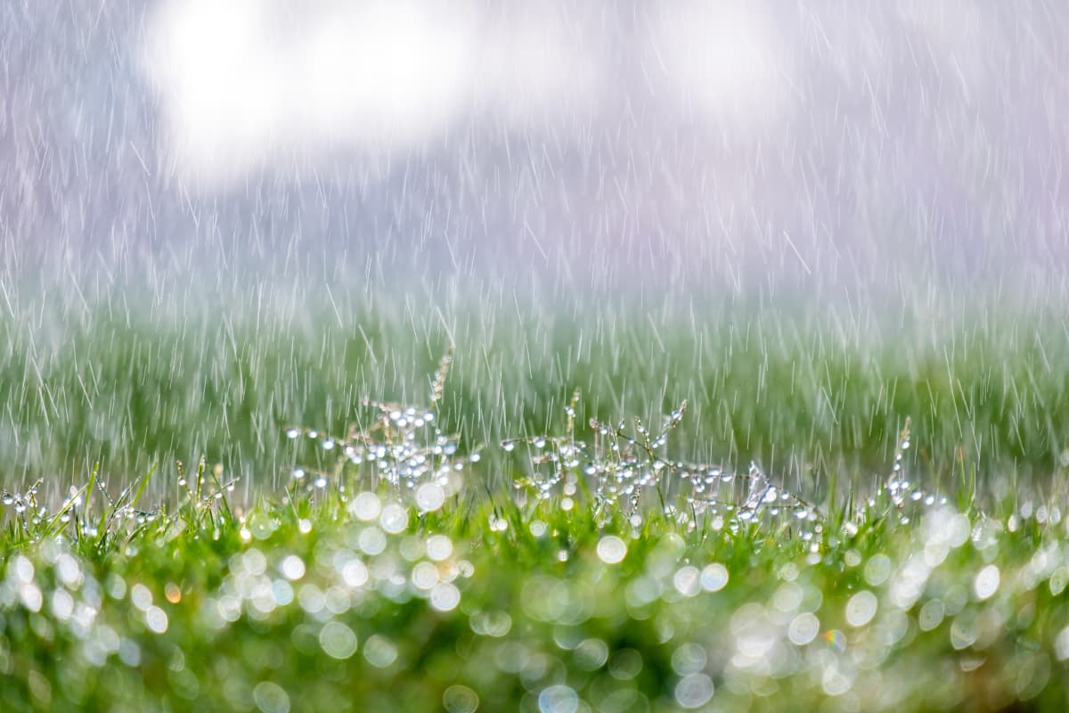 rainfall concept of humidity grain aeration Rain falling on grass.